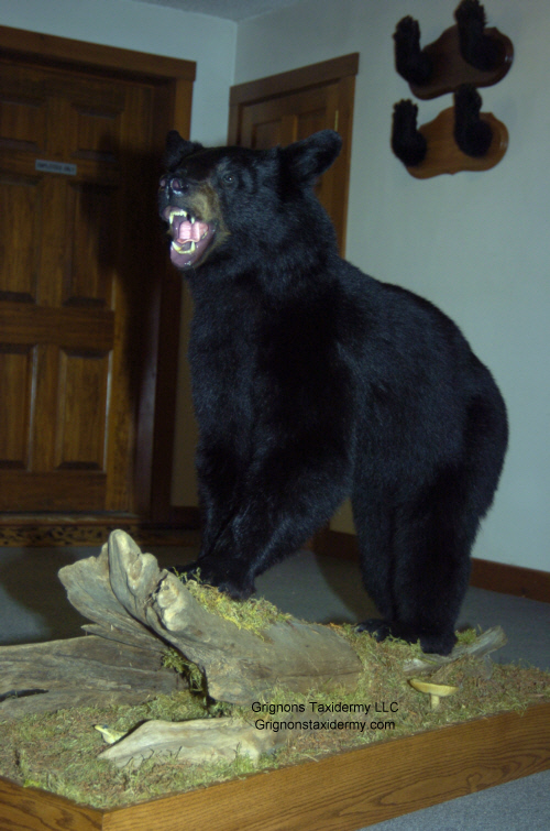 black bear